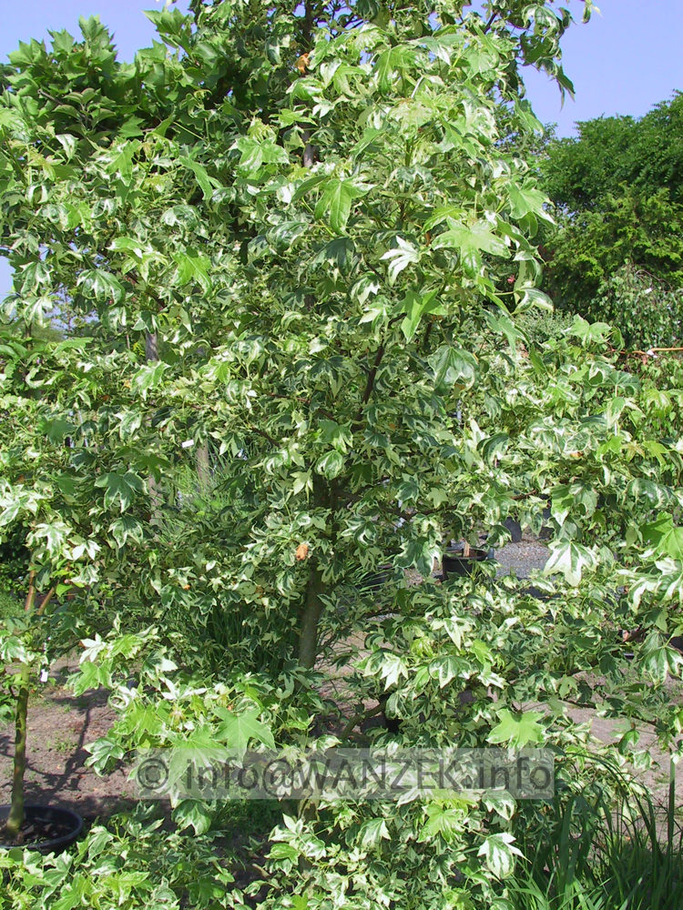 Liquidambar styraciflua Variegata 02.JPG